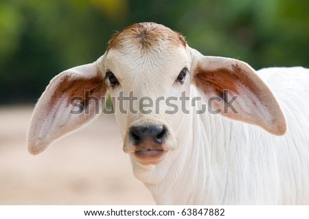 Cute, two weeks old, Asian calf with big ears. Shallow depth of field with focus on the eyes and ears.