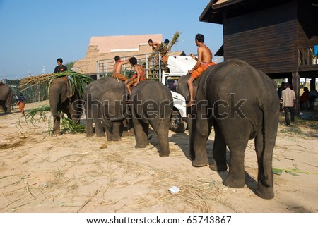 SURIN - NOVEMBER 21: Elephant picking up fodder from a truck during the Annual Elephant Roundup on November 21, 2010 in Surin, Thailand.