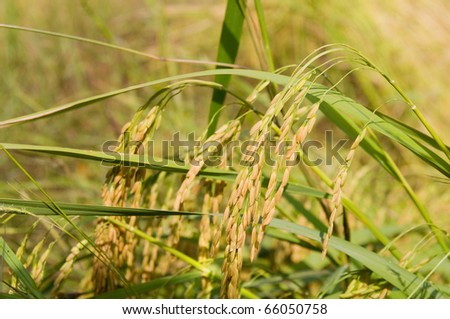 Nearly ripe Thai Jasmine Rice on a rice field in Thailand. Shallow depth of field.