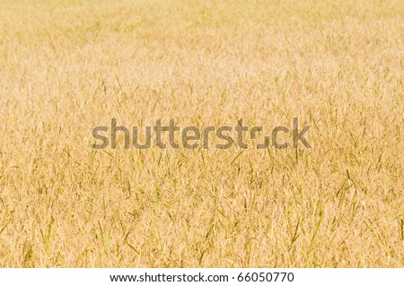 Ripe rice field in Thailand. Shallow depth of field with the lower part of the photo in focus.