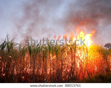 Sugarcane field in Nakhon Ratchasima, Thailand set on fire to make harvesting faster.