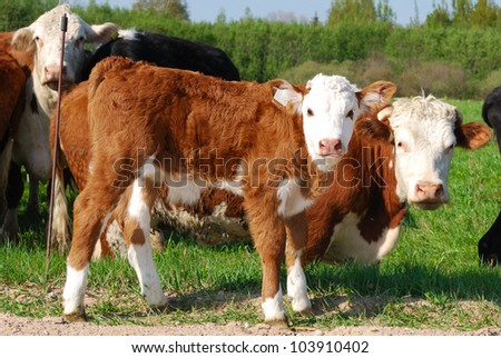 Small calf and cow