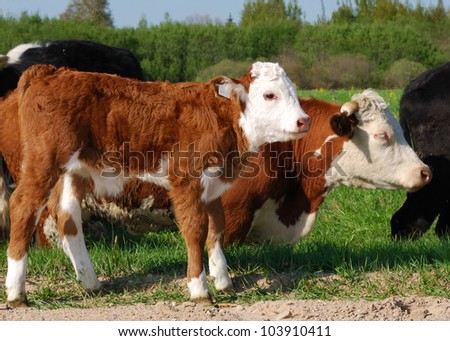 Small calf and cow