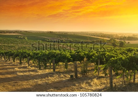 Barossa Valley vineyard sunset