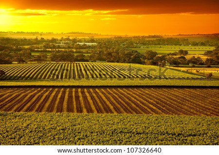 Sunset over Barossa Valley vineyards South Australia
