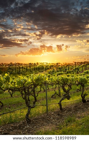 Vineyards in the Barossa Valley Australia