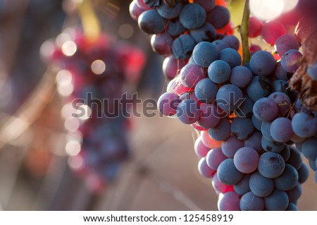 Sun Setting on Red Grapes