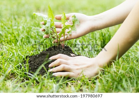 Human hands support small plant to grow up.
