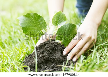 Human hands support small plant to grow up.