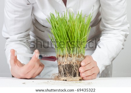 The doctor injects liquid in a genetic modified plant.
