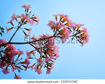 Pink trumpet tree flower blooming in valentine\'s day like sweet dream (Tabebuia rosea, Family Bignoniaceae, common name Pink trumpet tree, Rosy trumpet tree, Pink Poui, Pink Tecoma)