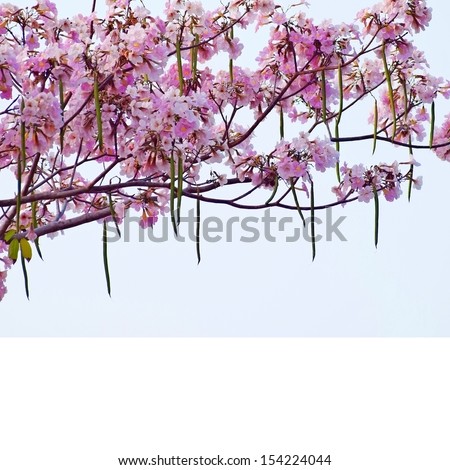 Pink trumpet tree flower blooming with pod in valentine\'s day like sweet dream (Tabebuia rosea, Family Bignoniaceae, common name Pink trumpet tree, Rosy trumpet tree, Pink Poui, Pink Tecoma)