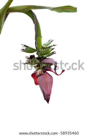 Banana blossom with bunch of immature fruit