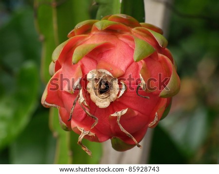 Dragon fruit (Hylocercus undatus, Family Cactaceae) also know as pitaya or pitahaya