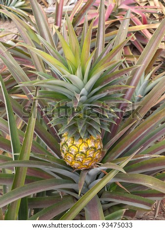 Pineapple fruit growing in pineapple fruit field.