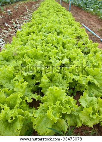 Field of green fresh lettuce growing at a farm