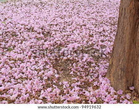 Pink trumpet tree flower falling on ground in valentine\'s day like sweet dream