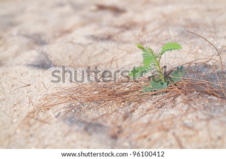 Lonely little young plant growing on sand