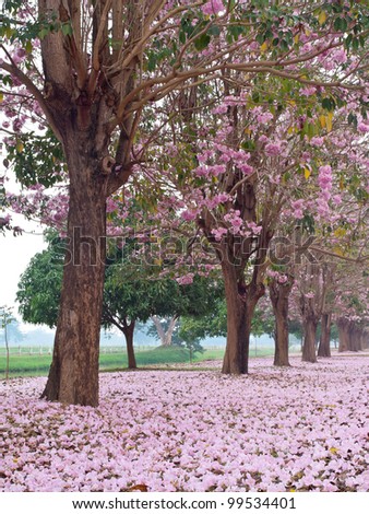 Pink trumpet tree blooming in valentine\'s day like sweet dream