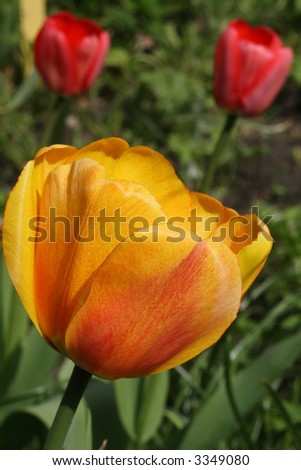 Red and yellow tulip in the foreground with two red tulips in the background