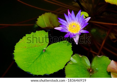 yellow pollen purple lotus with its round leaf on dark clear pond background