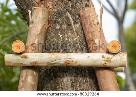 Small logs support big tree