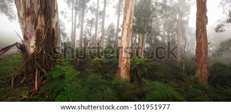 Mountain Ash in the Dandenong Ranges, Victoria