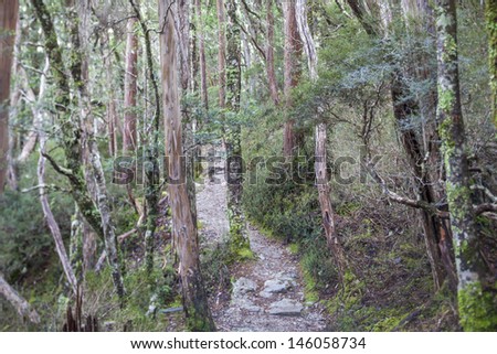The track to Lake Lilla, Cradle Mountain National Park, Tasmania
