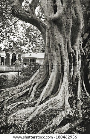 Massive old fig tree in front of an old mansion