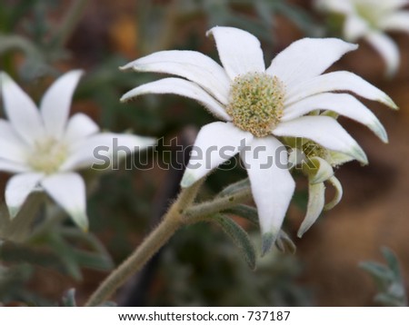 Native Australian flower