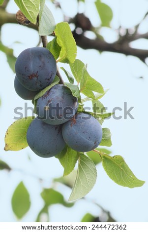 Five ripe plums on a branch.