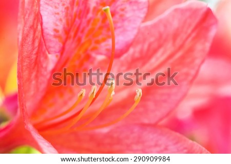 Detailed view part of red flower.