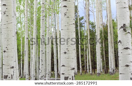 Aspen Trees near Colorado in autumn
