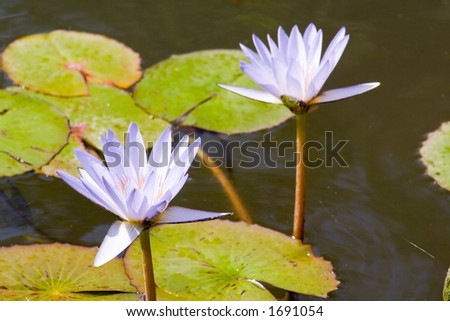 Magnificent exotic Lotus (water lily) flower