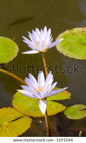 Magnificent exotic Lotus (water lily) flower