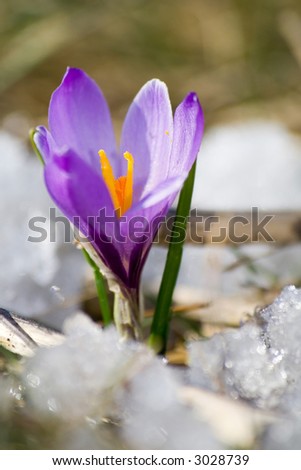 Spring symbol: Purple Crocus is rising out of the snow