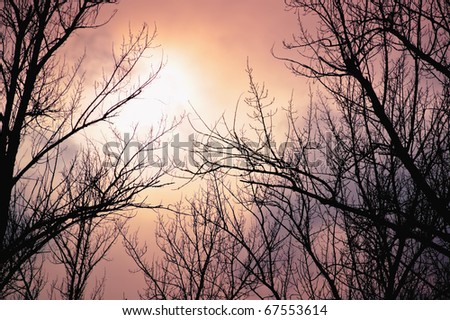 Leafless trees against the winter dusk background