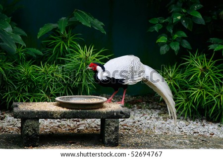 asian white fowl with red head and black feathers