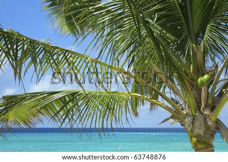 A coconut palm blows gently in the breeze overlooking the Caribbean Sea on Grand Turk Island. Horizontal shot.