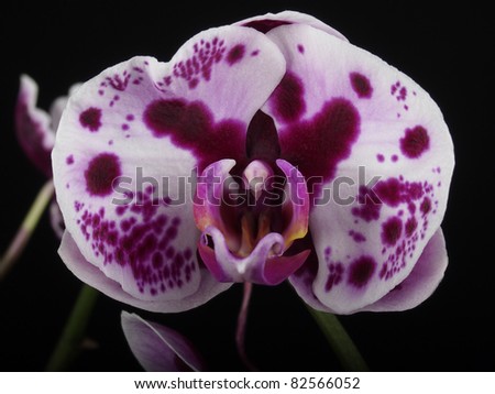 Orchid, Purple and White Flower, Studio Shot, Isolated on Black
