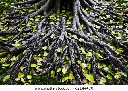 Large tree roots.