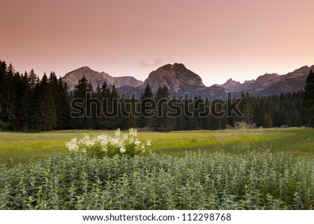 pink sky, fir forest, yellow flowers and mint on summer mountain