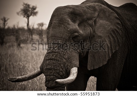 South African Elephant portrait black and wait