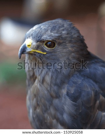 The Red-tailed Hawk (Buteo jamaicensis) is a bird of prey, one of three species colloquially known in the United States as the \