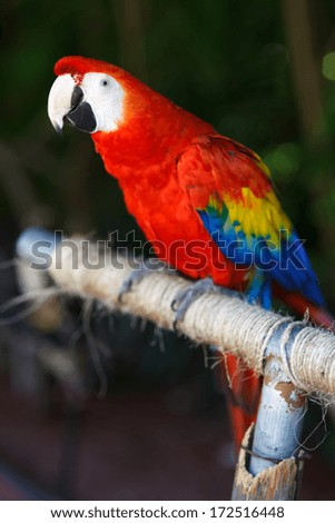The Scarlet Macaw (Ara macao) is a large, red, yellow and blue South American parrot, a member of a large group of Neotropical parrots called macaws