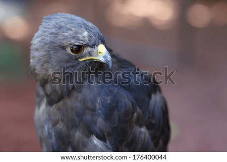 The Red-tailed Hawk (Buteo jamaicensis) is a bird of prey, one of three species colloquially known in the United States as the \