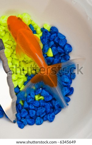 Orange fish on dish with colorful gravel