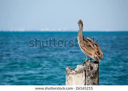 Pelican on dock against blue sea horizon in Cancun, Mexico.