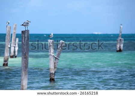 seagulls on dock against blue sea horizon in Cancun, Mexico.