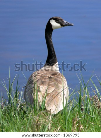 Goose standing on grass in front of a body of water. Goose is seen from behind, with head turned to the right to show profile.